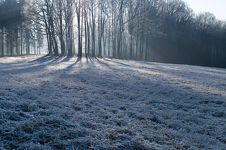 low angle photo of bare trees at daytime thumbnail