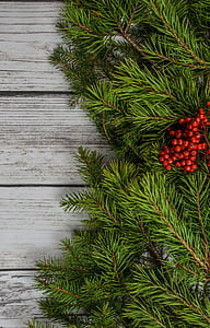 closeup view of green pine tree thumbnail