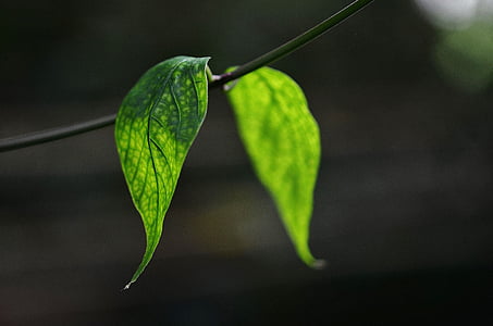 close up photo of green leaf thumbnail