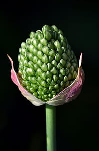 green flower bud thumbnail