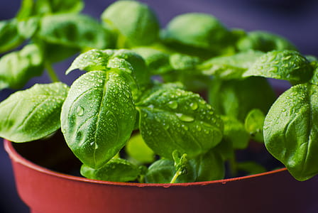 selective focus photography of green leaf plant thumbnail