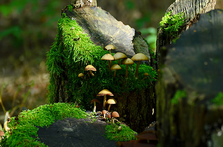 photography of black wood log with mushrooms thumbnail