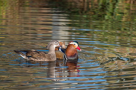 two brown ducks swimming on body of water thumbnail