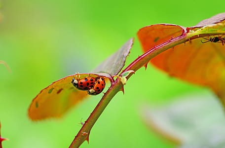 tilt shift lens photography of two ladybugs thumbnail