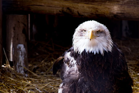 Black and White Eagle on Nest thumbnail