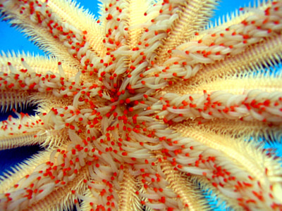 Magnificent star Starfish, a member of Paxillosida thumbnail