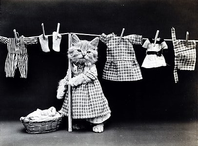 grayscale photo of cat wearing dress leaning on stick thumbnail