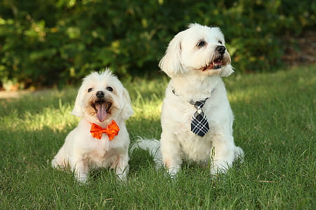 two white shih tzu on grass field thumbnail
