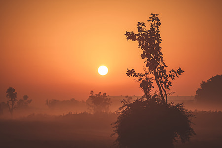 silhouette photo of tree thumbnail