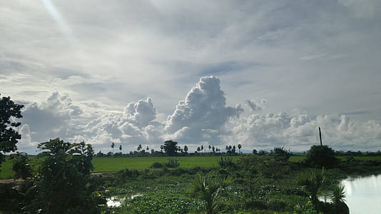 green plants and trees thumbnail