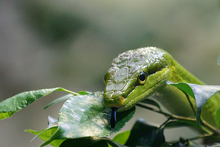 green snake on top of green plant thumbnail