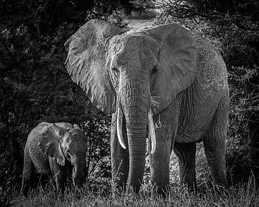 grayscaledp photo of elephant thumbnail