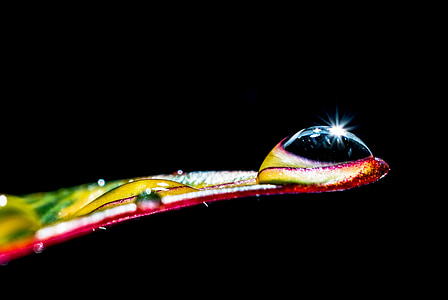 water dew on green and red leaf thumbnail