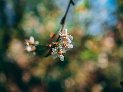 Shallow Focus Photo of White Flowers thumbnail