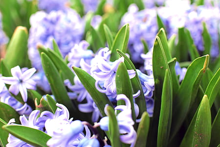 A beautiful green garden with flowers thumbnail