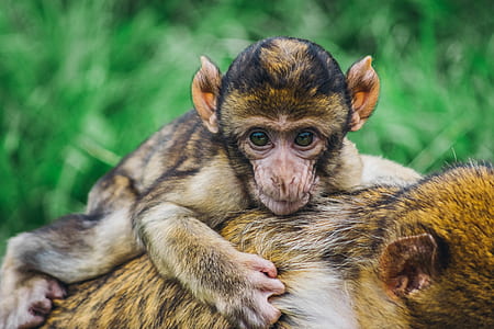 closeup photo of brown baby primate on mother's back thumbnail