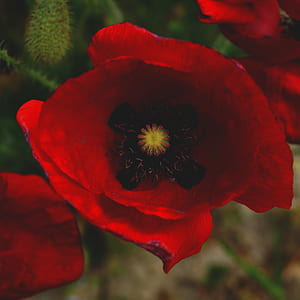 macro photo of red poppy in bloom thumbnail