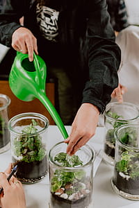 Building Rainforest Terrarium in a Jar thumbnail