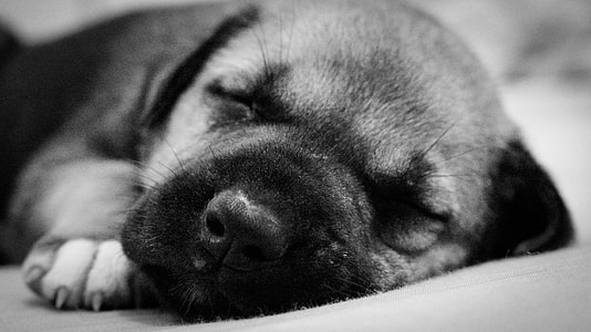 Puppy, Sleeping thumbnail
