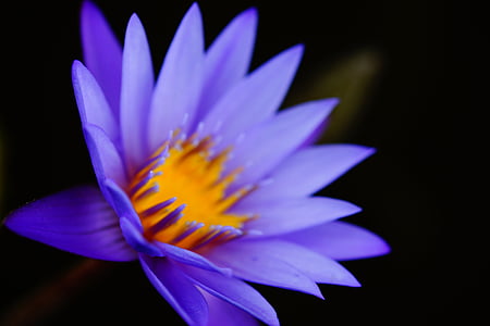 closeup photo of purple petaled flower thumbnail
