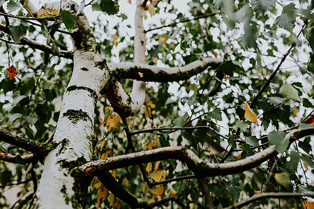Birch tree branches thumbnail