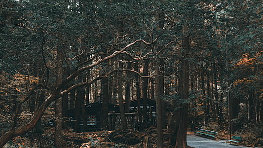 trees on forest thumbnail
