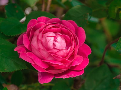 red rose in bloom selective-focus photography thumbnail