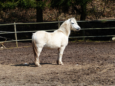 white horse standing on soil under sunny sky thumbnail