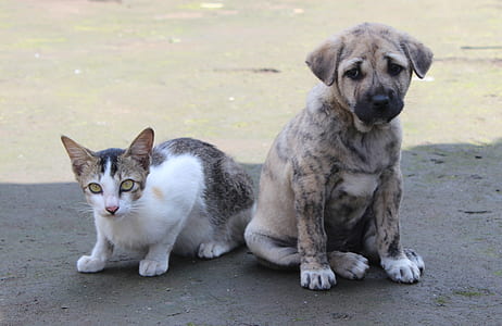 short-coated brindle puppy sitting beside cat thumbnail