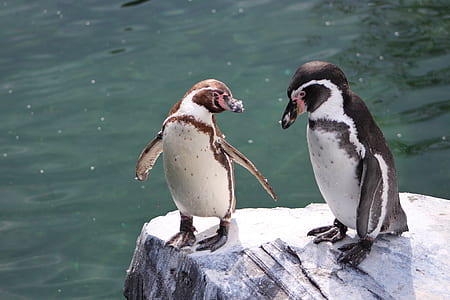 two penguins on rock near body of water thumbnail