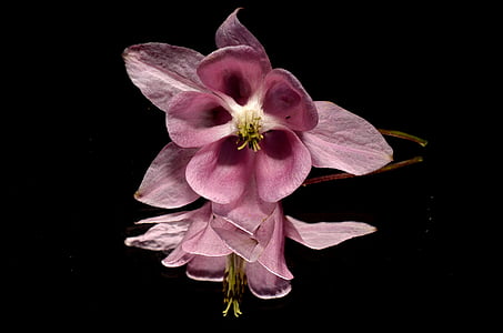 pink columbine flowers in selective focus photo thumbnail