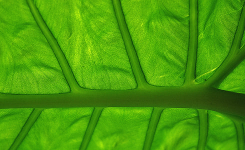 green leaf thumbnail