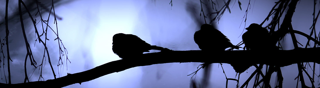silhouette photo of three birds perched on tree brand thumbnail