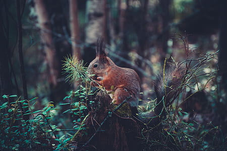brown squirrel standing on green leaf plant thumbnail