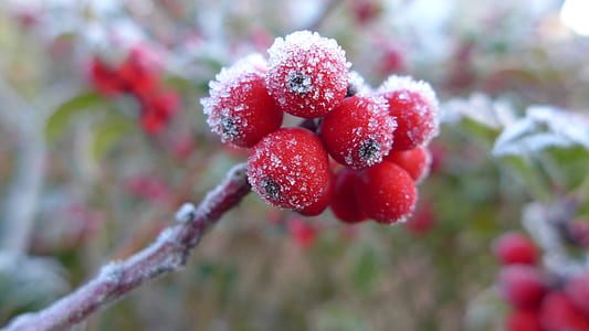 selective focus photo of a red fruit thumbnail