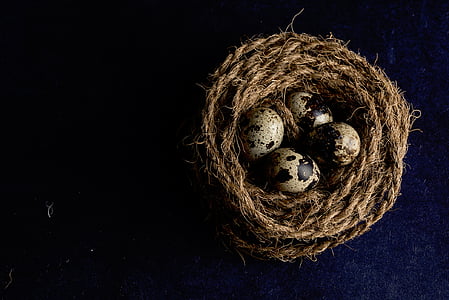 quail eggs on rope nest thumbnail