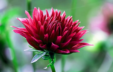purple flower thumbnail