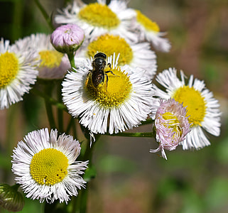 Fleabane And Bee, Honey Bee thumbnail