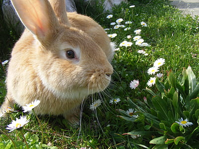 brown rabbit on green grass thumbnail