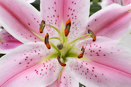 pink lily in bloom macro photo thumbnail
