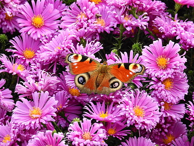 selective focus photography of peacock butterfly on purple petaled flowers thumbnail