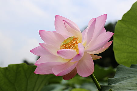 pink water lily flower thumbnail
