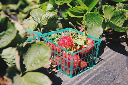 basket of strawberries near leaf thumbnail