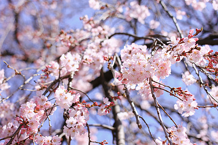 Cherry blossom branch thumbnail
