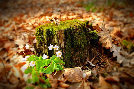 selective focus photo of brown wood log thumbnail