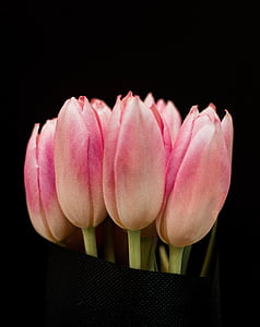 pink tulip flowers thumbnail