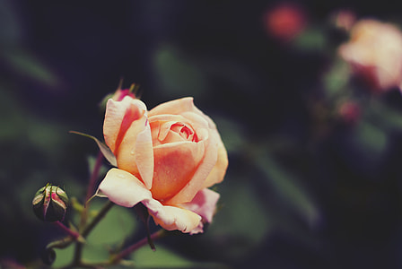 selective focus photography of peach rose flower thumbnail
