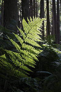 close-up photo of green fern plant thumbnail