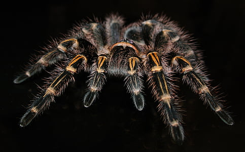 Grammostola pulchripes closeup photography thumbnail