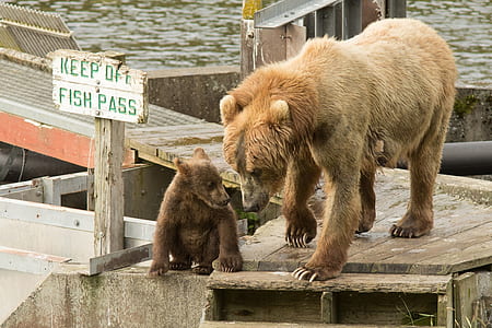 brown bear on brown boardwalk during daytime thumbnail